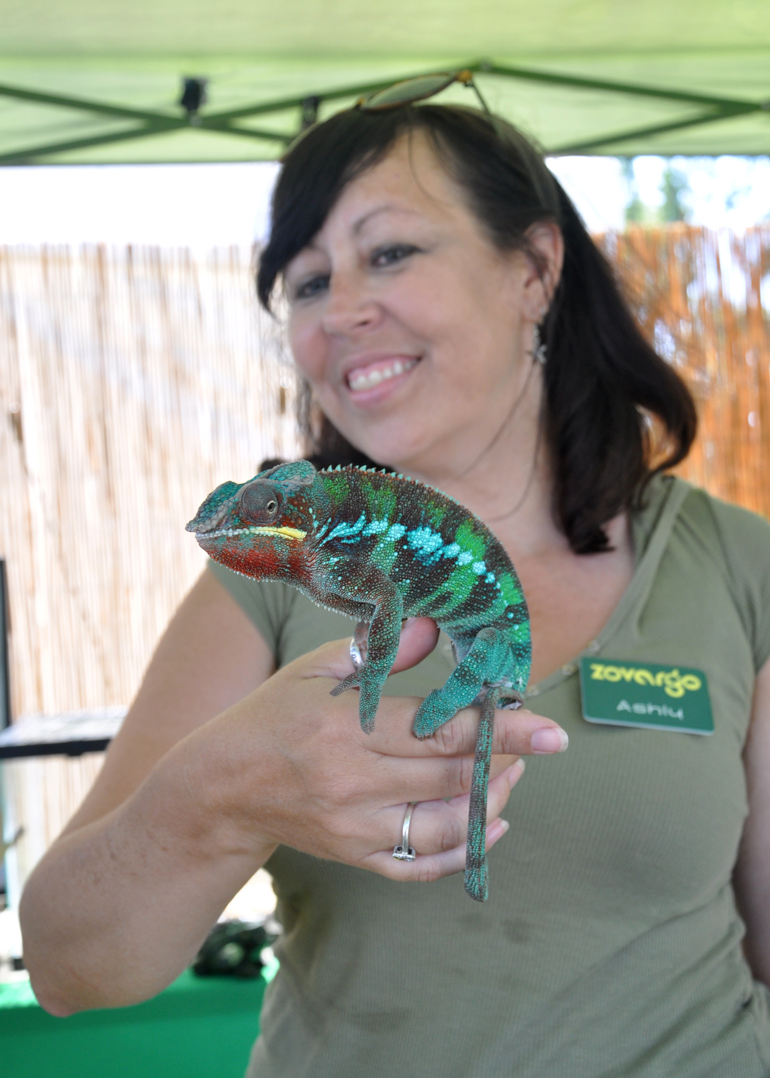 Meet Dimitri our Chameleon Ambassador