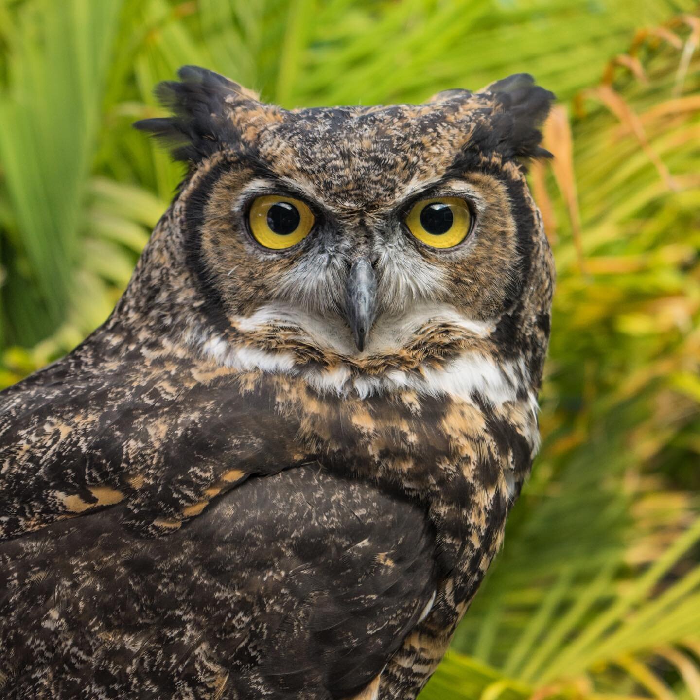 The most beautiful girl, Nova. We are incredibly lucky to have such an important animal ambassador like her. Many people never see these owls but hear them and their distinct &quot;hooo-hoo.&quot; Our education programs allow you to see this owl up-c