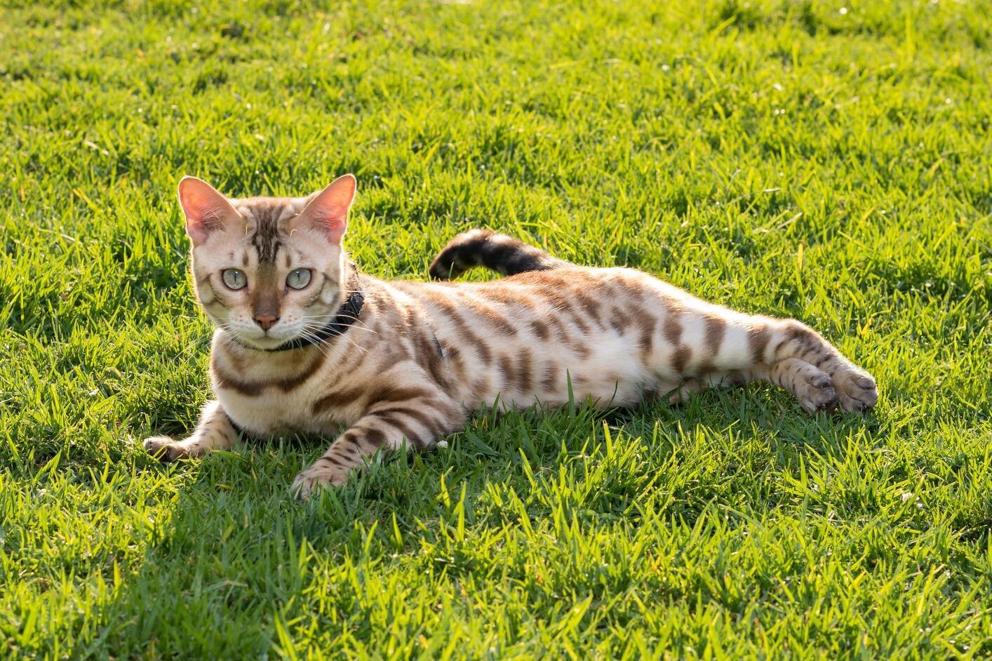 Happy #caturday from our super star wild cat, Leo! 🐯
#begalcat #cat #wildcat