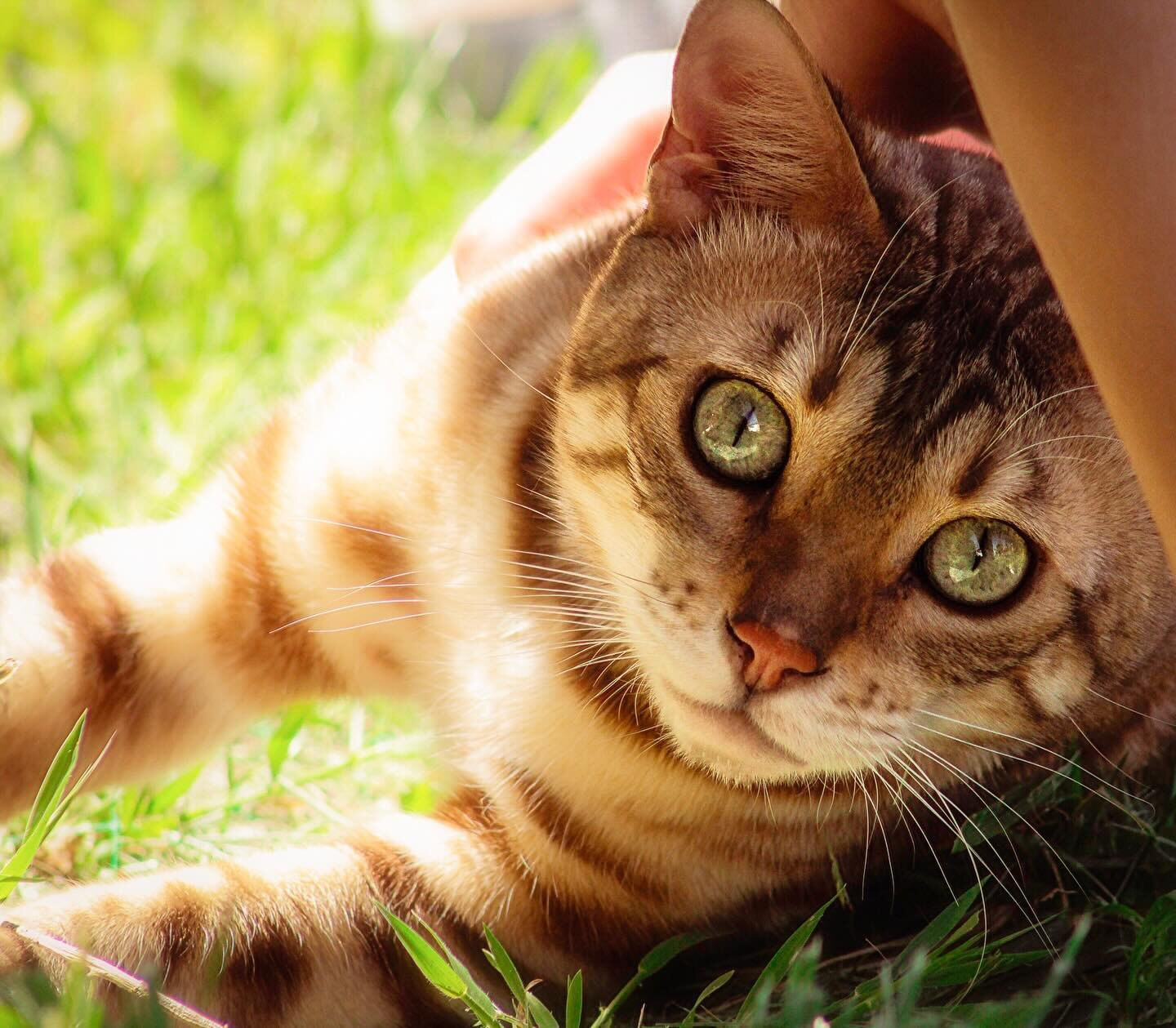 Happy #caturday from Leo! 🐯

#bengalcat #catsofinstagram #cats #bengal #meow #saturday #zoo #zovargo #zovargosandiego #zoosandiego