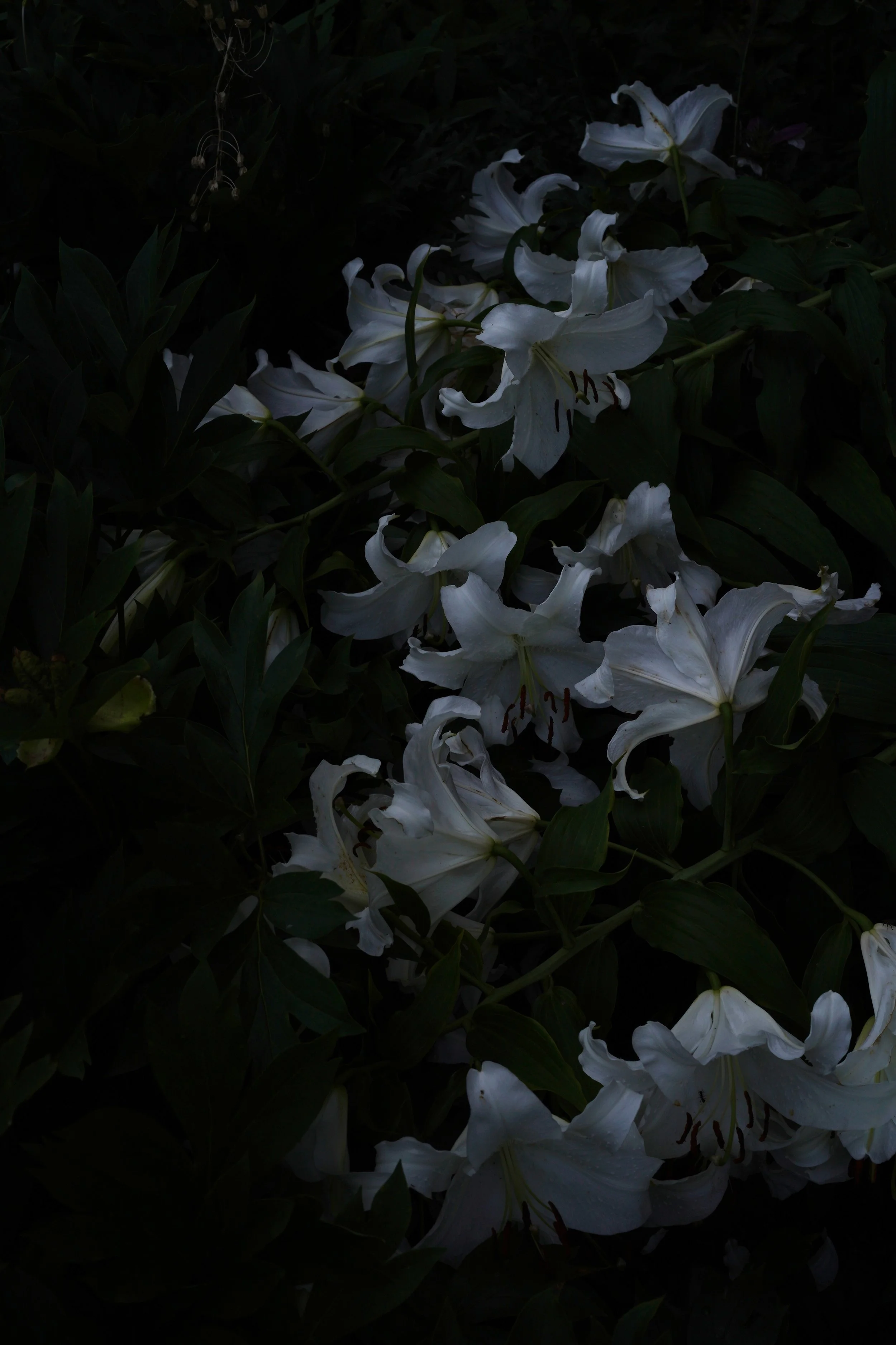 DSC00186-Edit.JPG
