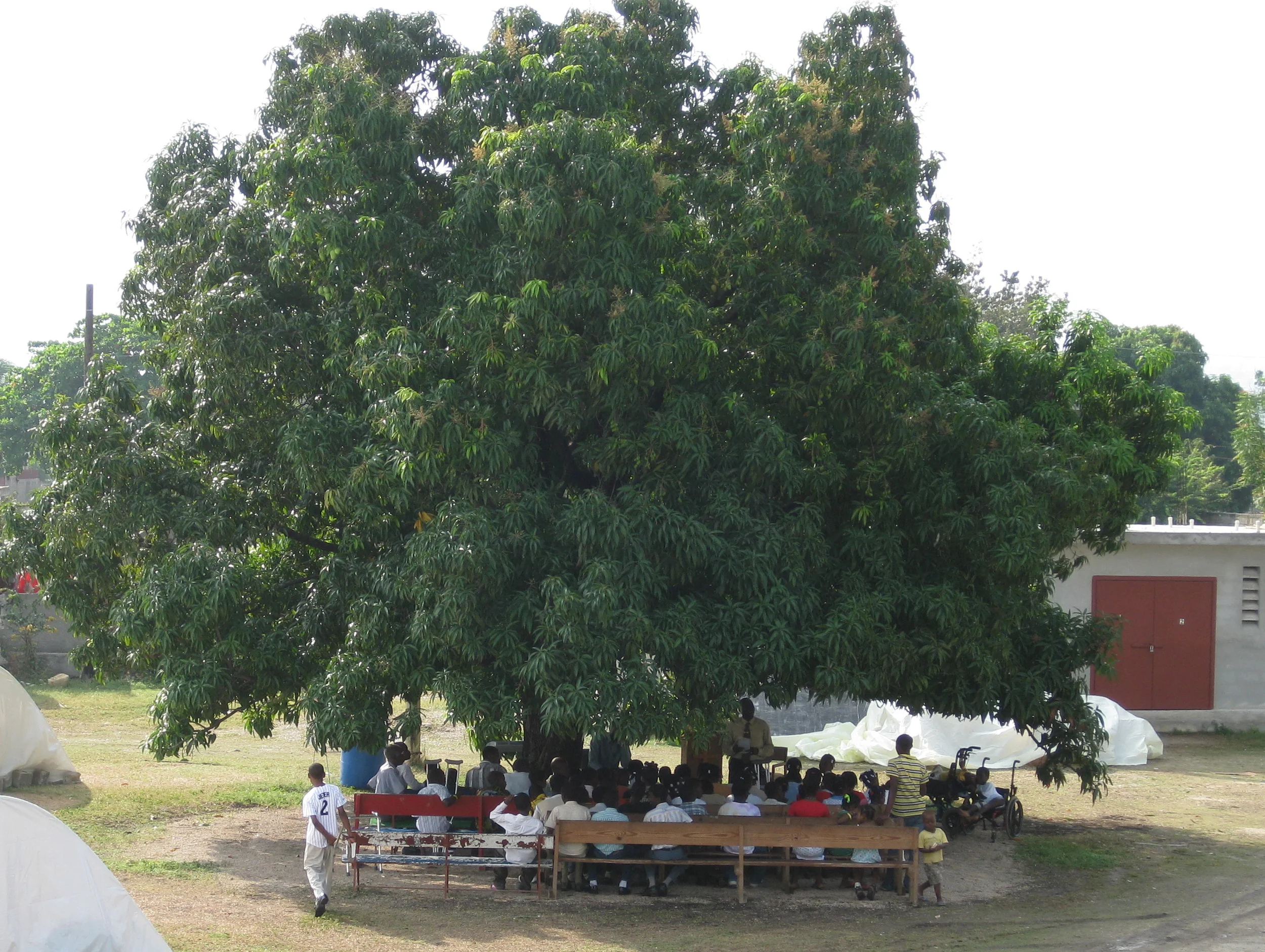 Church under the mango tree