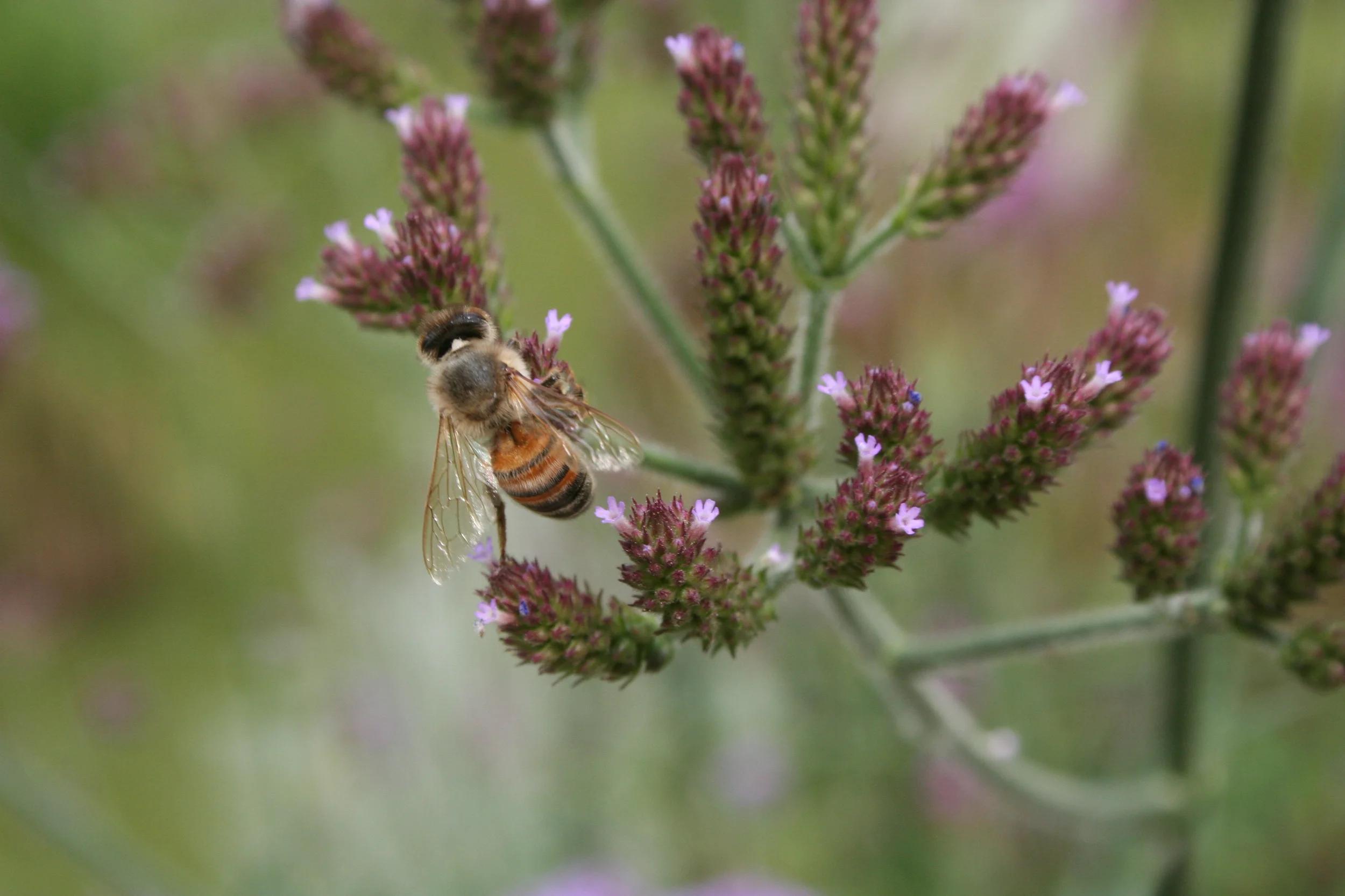 Bees and Blooms