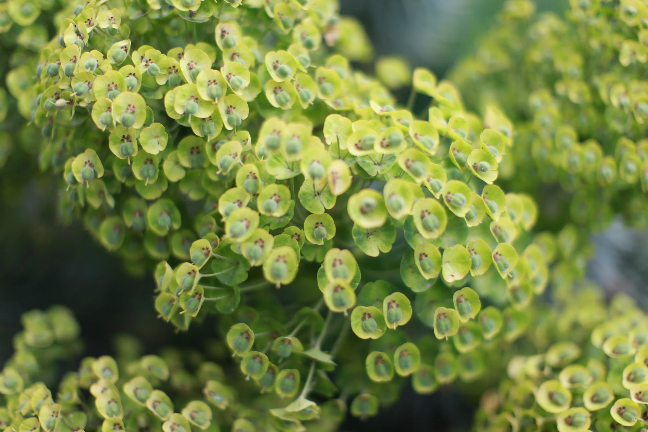 Euphorbia characias