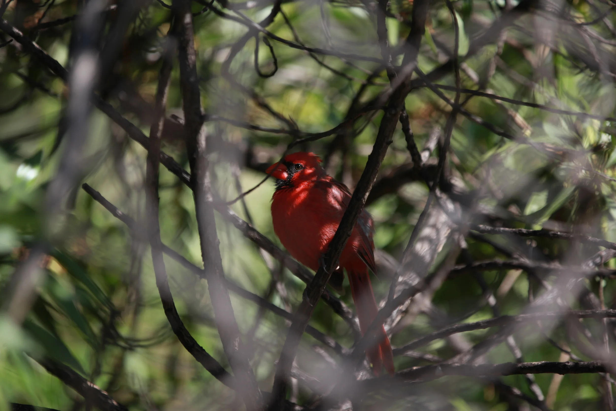 Hidden Cardinal