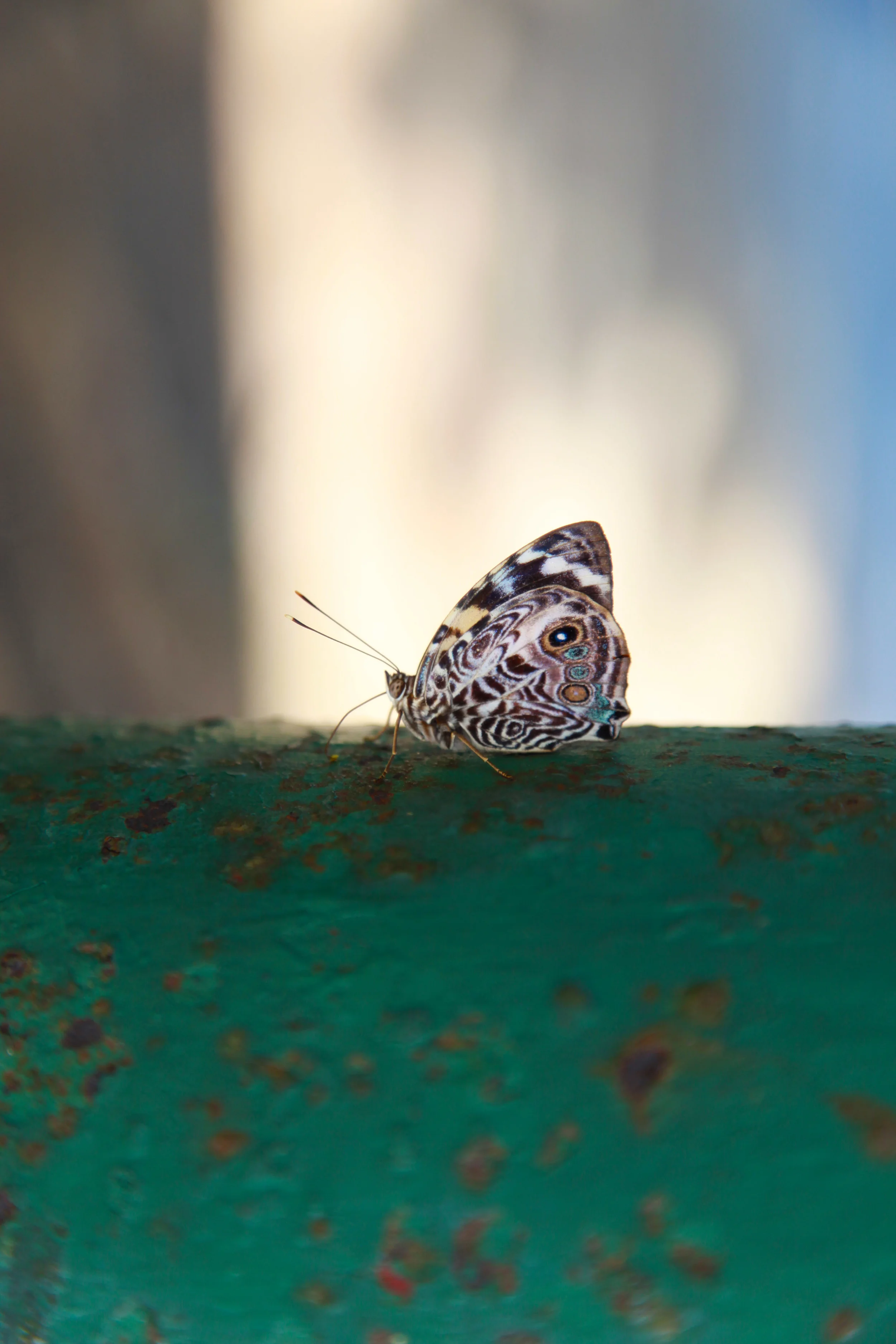 Unknown Butterfly
