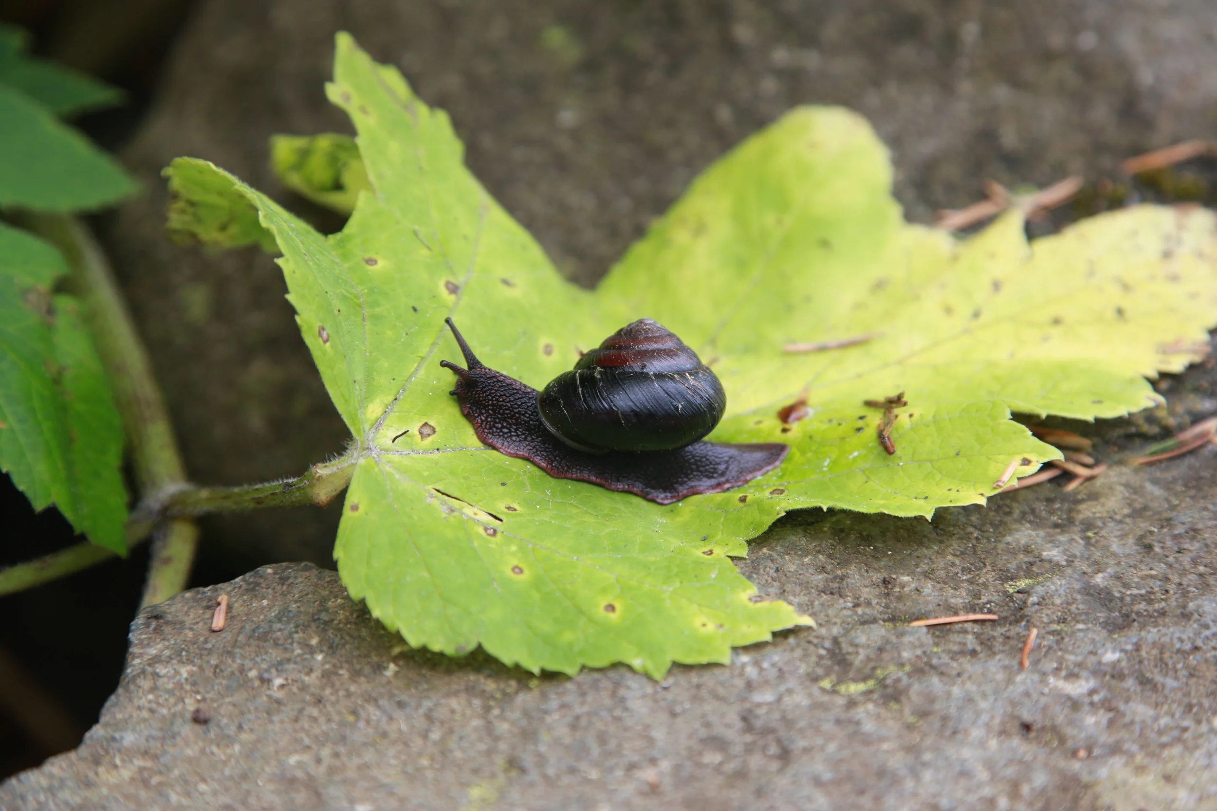 Oceanside Snail