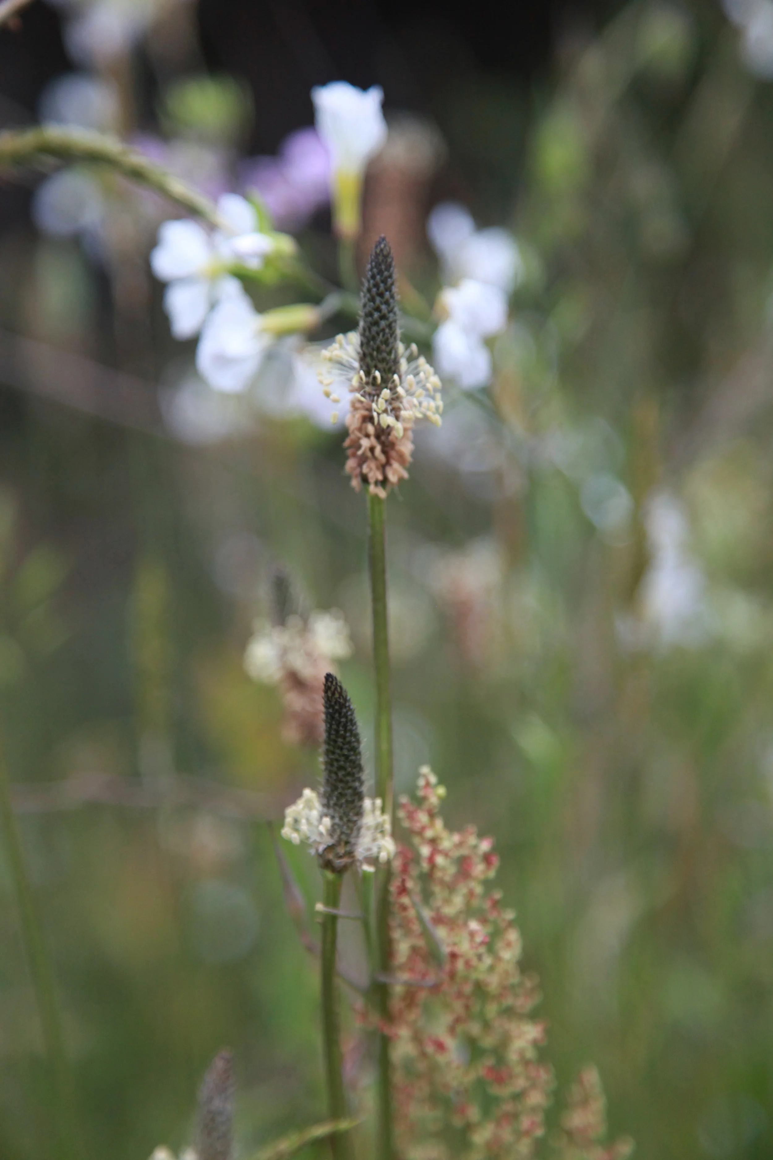 Late Bloom