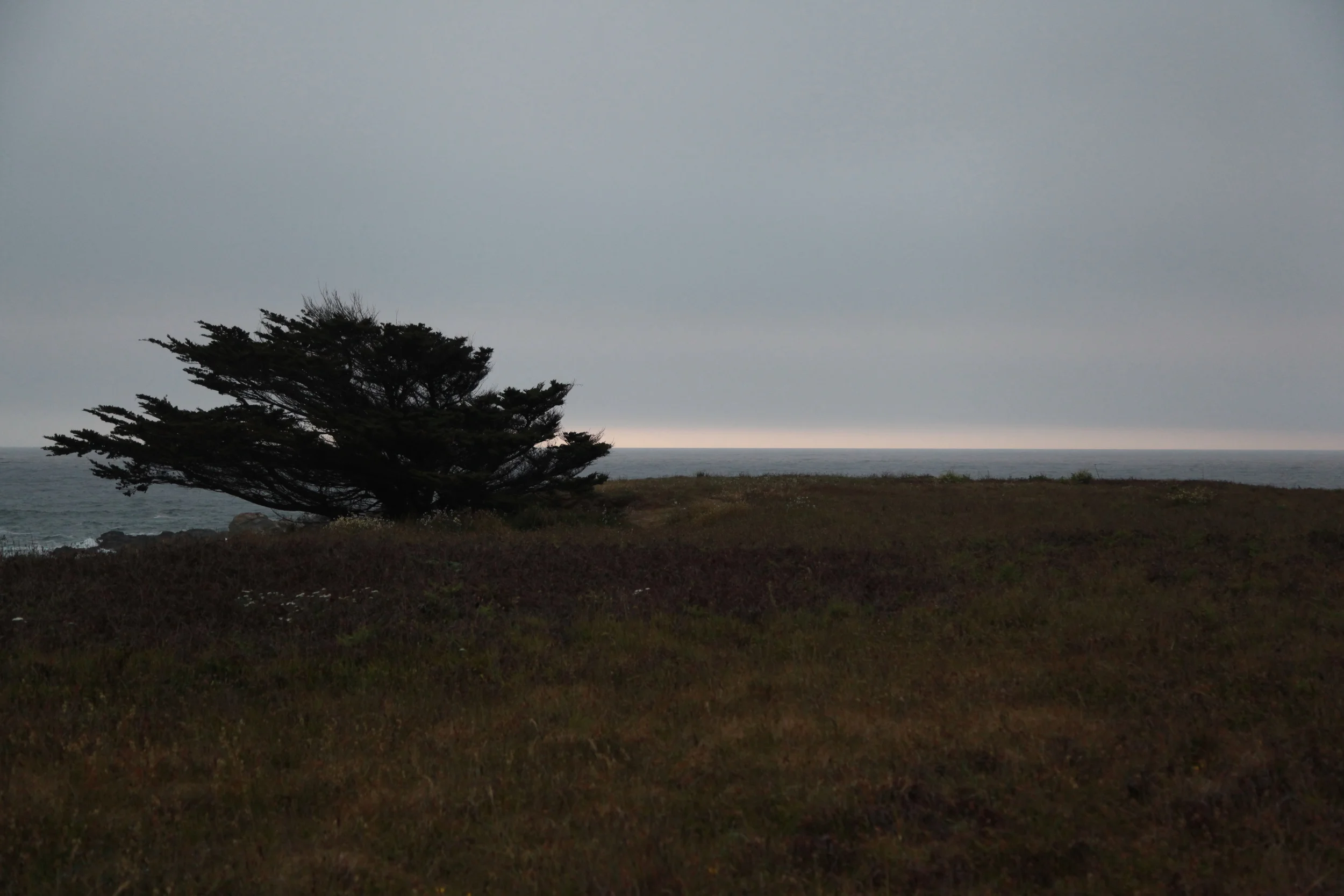 Cliffside Tree