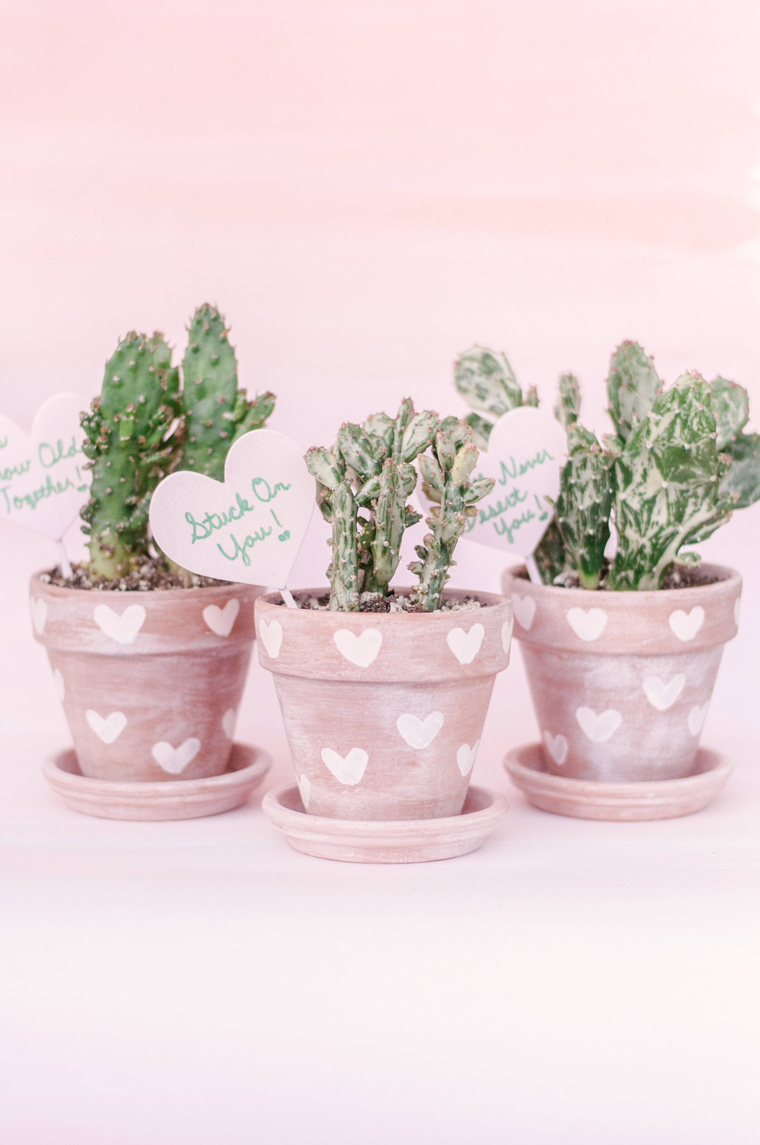 Mini Cactus + Handmade Ceramic Pink + White Mini Planter