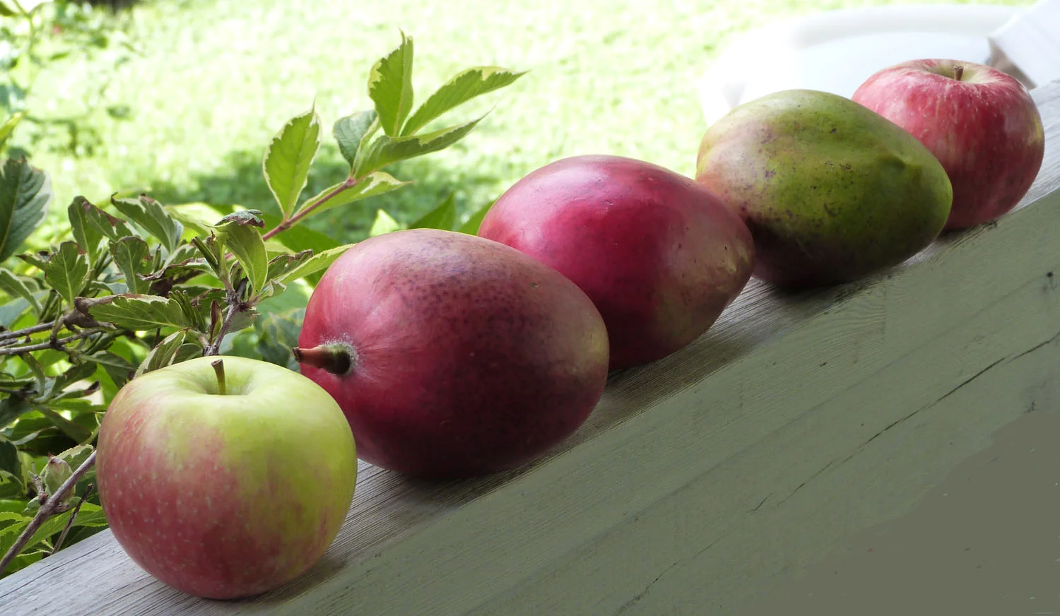 mango apple.JPG