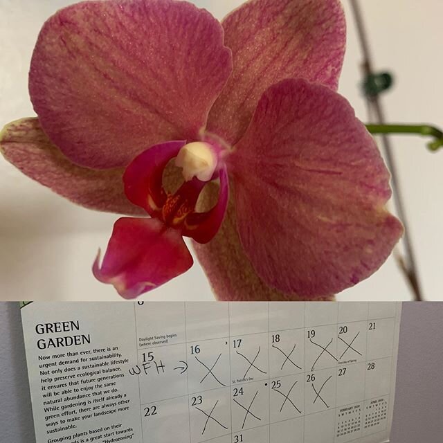 #workfromhomelife Visions from a makeshift home office...this beauty just popped and keeping track of weird days of working from home. Stay safe and take care all.❤️❤️❤️