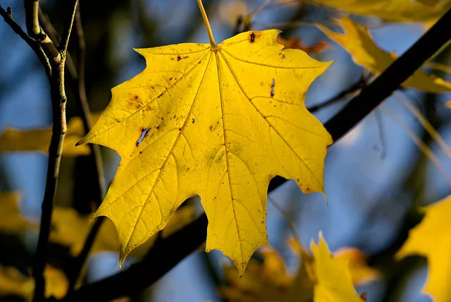 A leaf attacked my face