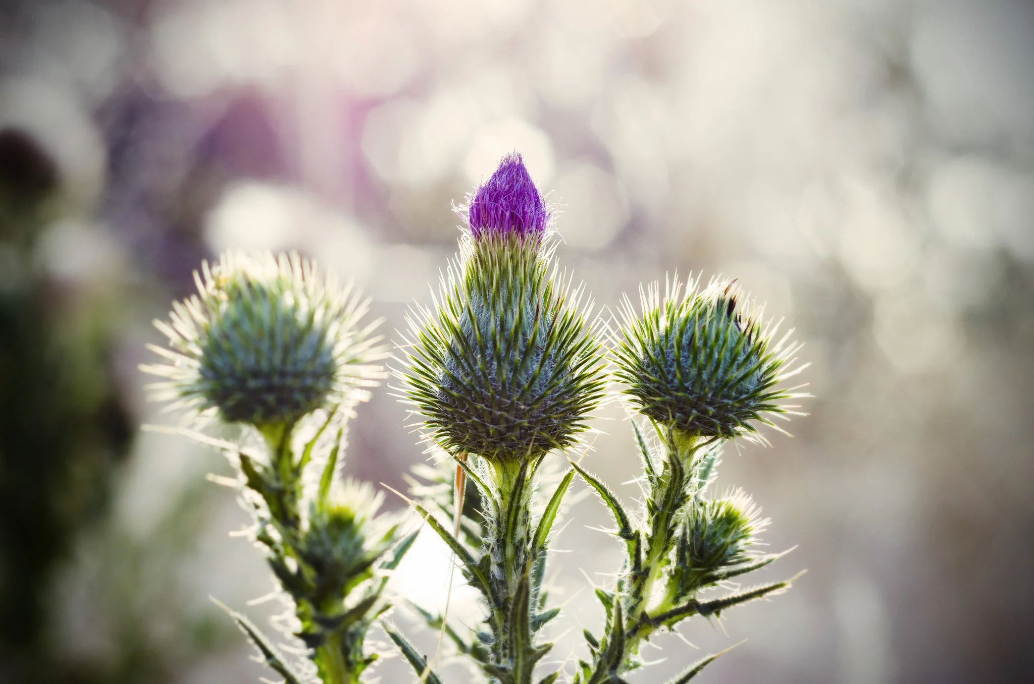 On the Scottish referendum ... viewed from afar