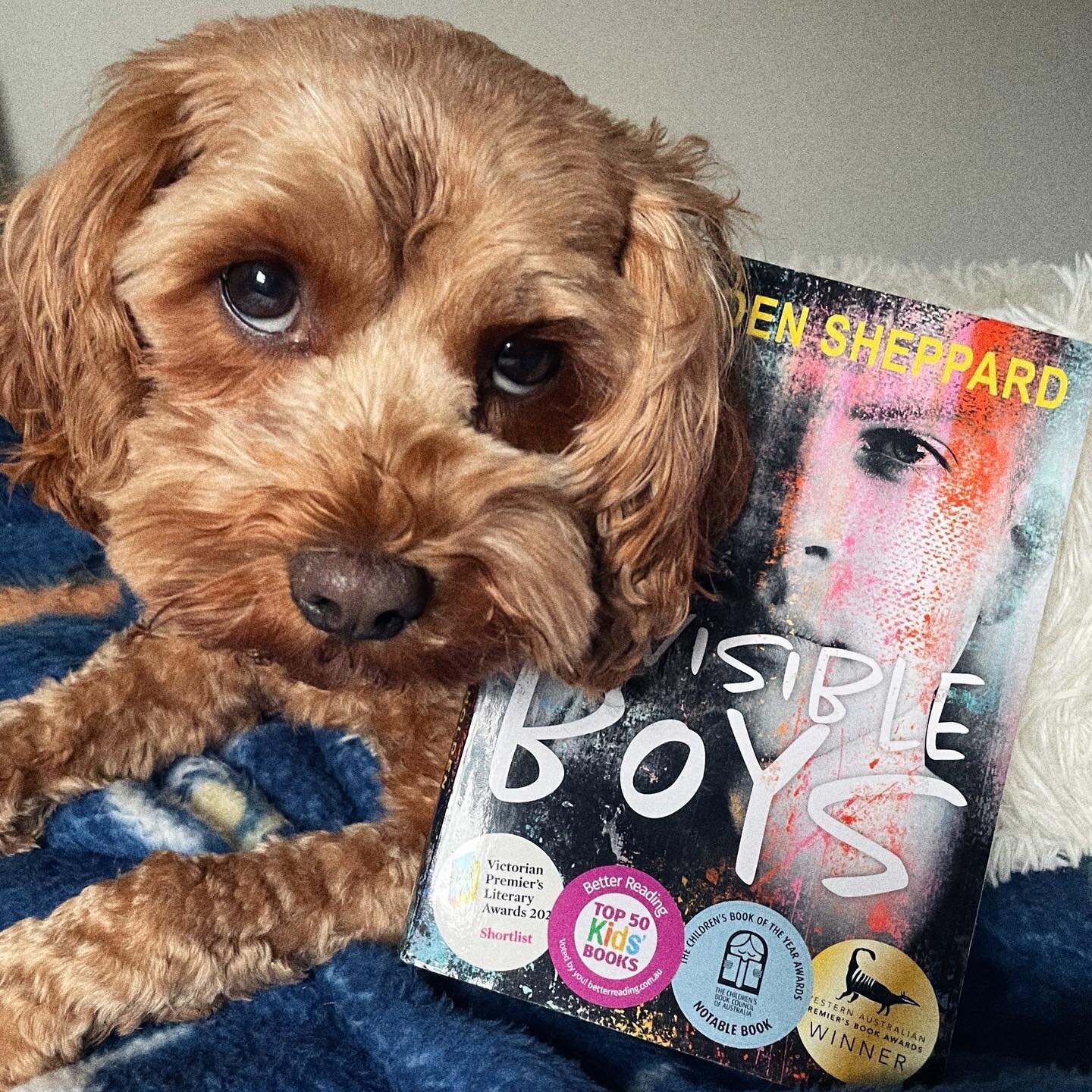 Sassy model, special book 💥

Invisible Boys, by Holden Sheppard @fremantlepress

#books #auslit #cavoodle @holdensheppard