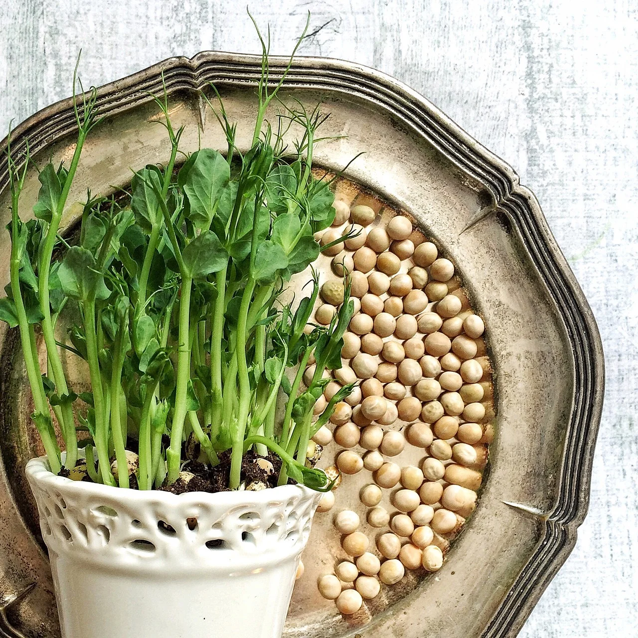 pea-shoots-1271882_1280.jpg