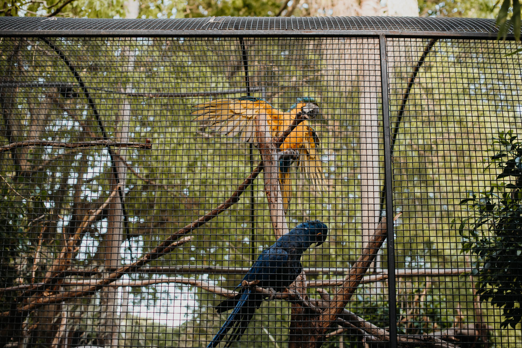 119_Lauren & Matt_Adelaide Zoo_Meaghan Coles__MC12277.jpg