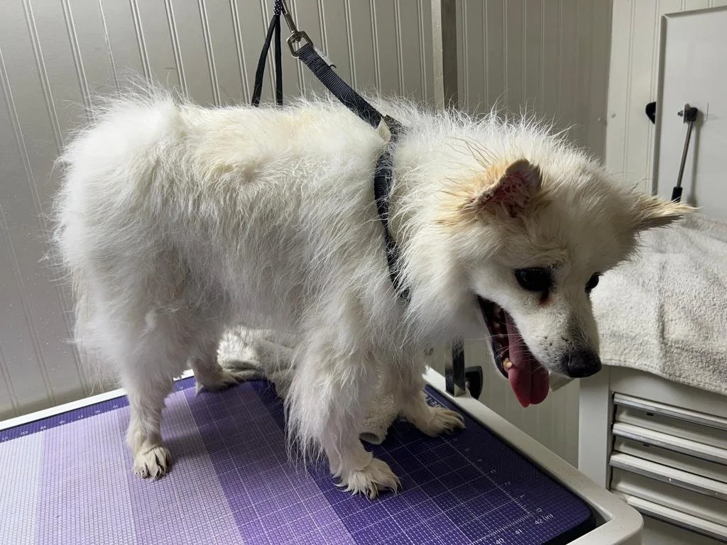 before and after.jpg