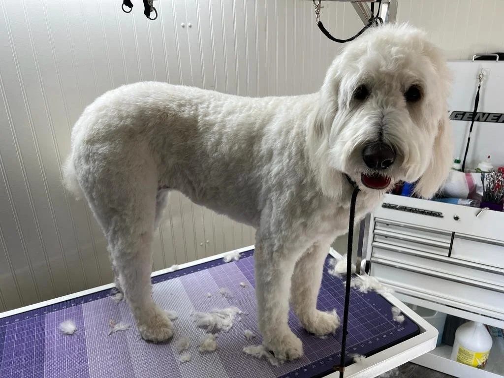 after grooming golden.jpg