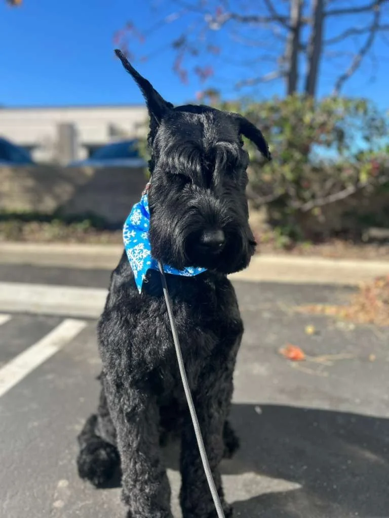 rover 12.29.25 2.jpeg