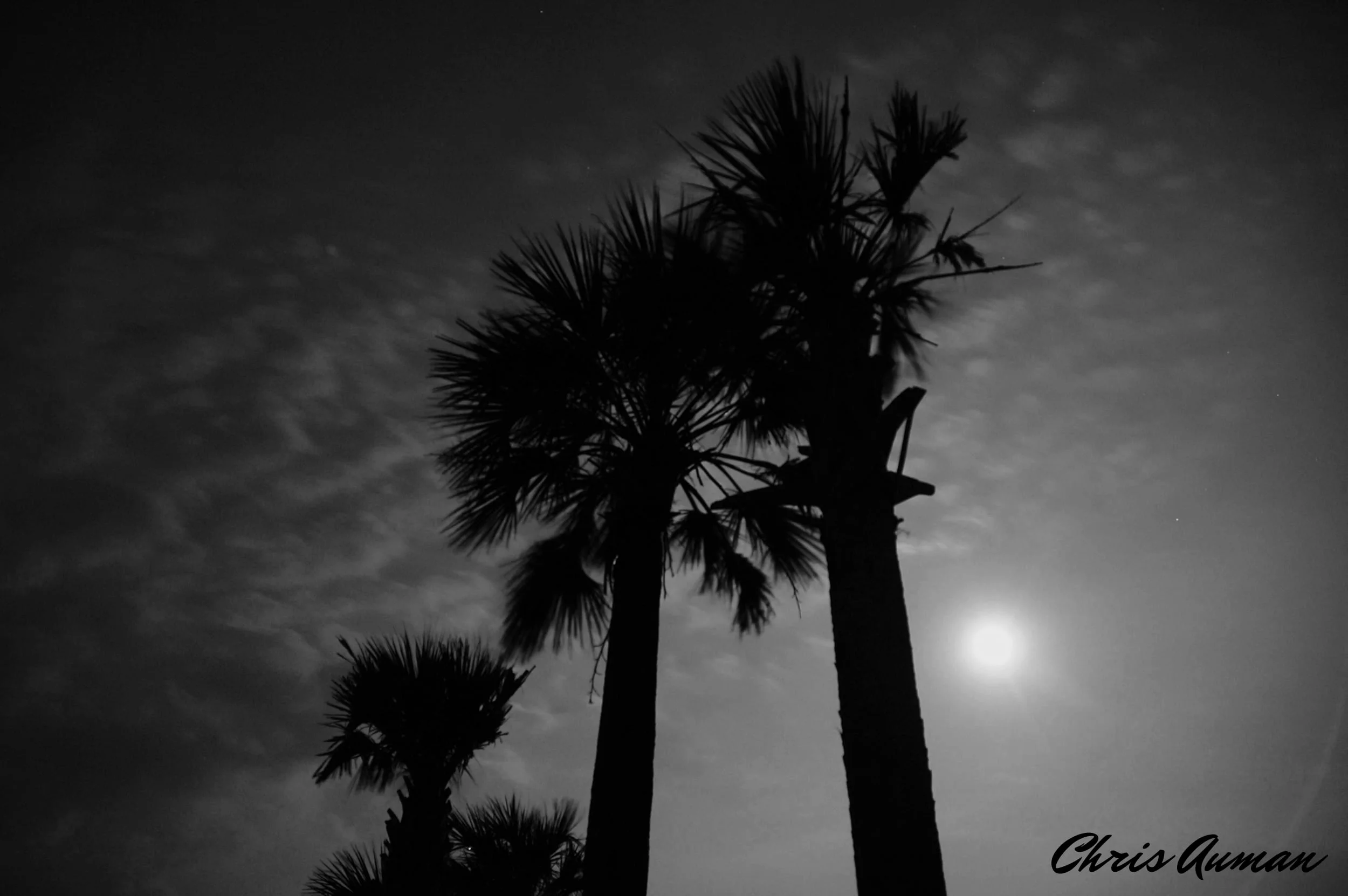 Baldhead6-18-08 091.JPG