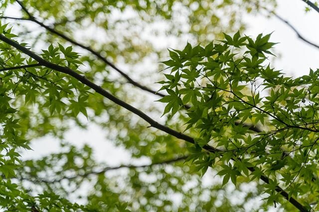 Green Maple
.
.
.
.
.
.
.
.
.
#visitkyoto #kyoto #mapletree #green #sonya7iii #sonyaustralia #visitjapanau #japanrevealed #createexplore #explorejpn #eclectic_shotz #passionpassport #japan #Theimaged #artofvisuals #moodygrams #agameoftones #streetdre