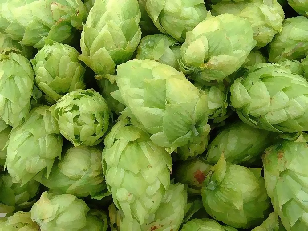hops.jpg