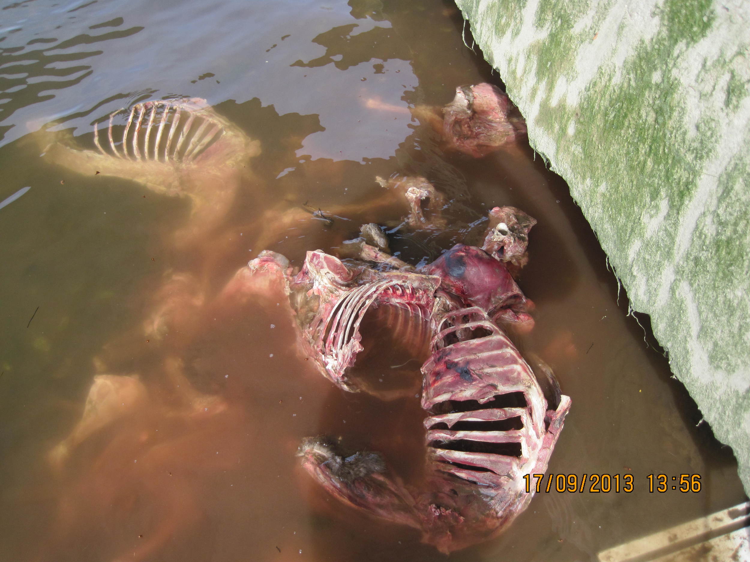 Source: http://www.boprc.govt.nz/news-centre/media-releases/media-releases-2013/september-2013/more-animal-carcases-dumped-in-river/