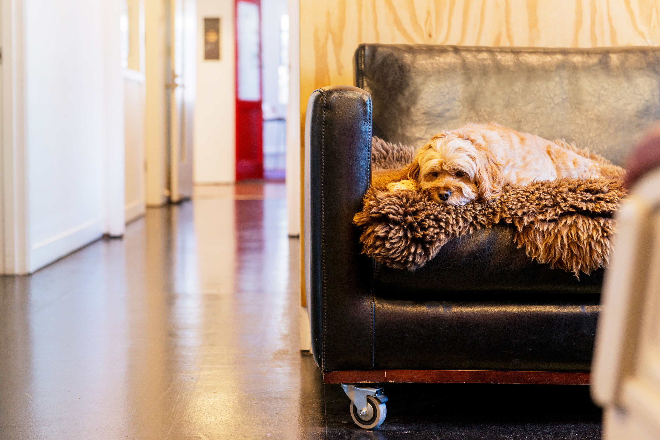 Office Dogs Welcome