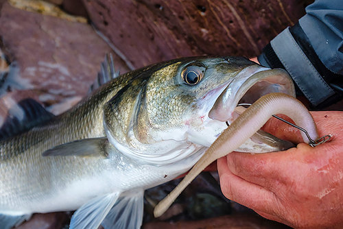 The OSP DoLive Stick - what the hell is it about this lure that