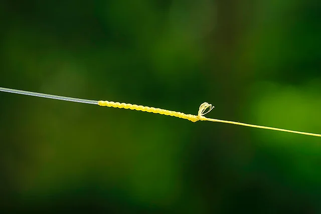 If you’ve ever had a problem with the FG knot, then these might be the two reasons (angler error? Never!)