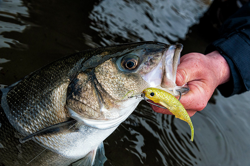 Do you ever catch a bunch of bass on a new lure but sort of forget about it  and then get highly overexcited when you “rediscover” it? — Henry Gilbey