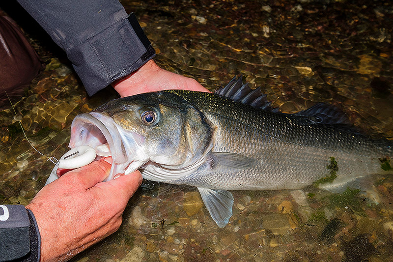 If you turn a headlamp on when you are night fishing, does it really spook  the hell out of bass? — Henry Gilbey