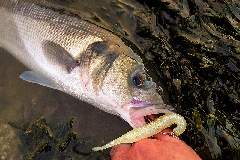 When there’s obviously a bunch of small bass around, what do you do?