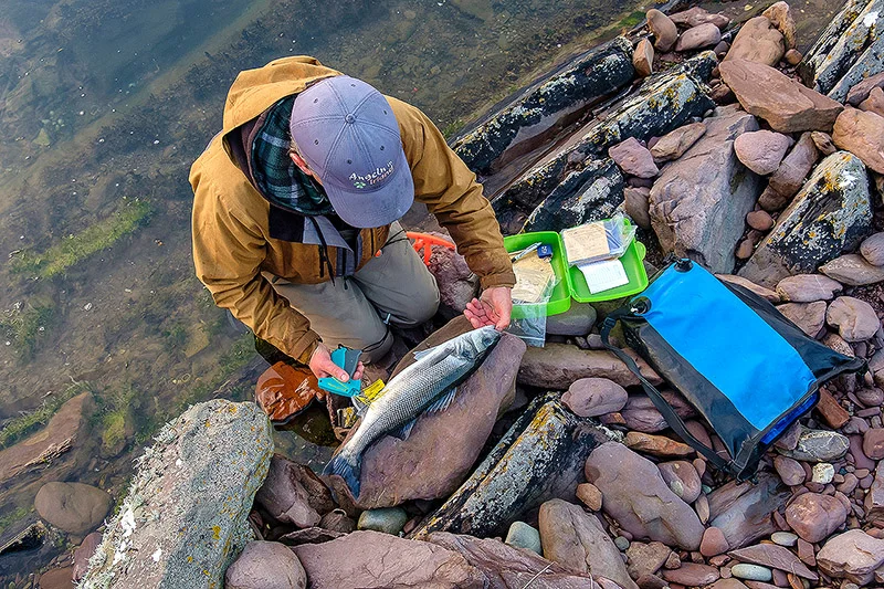 John tagging a bass over in Kerry