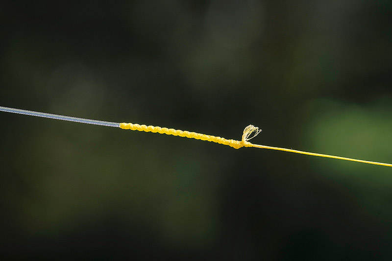 How To Tie The Strongest Braid To Braid Fishing Knot [Video] » Salt Strong  Fishing Club