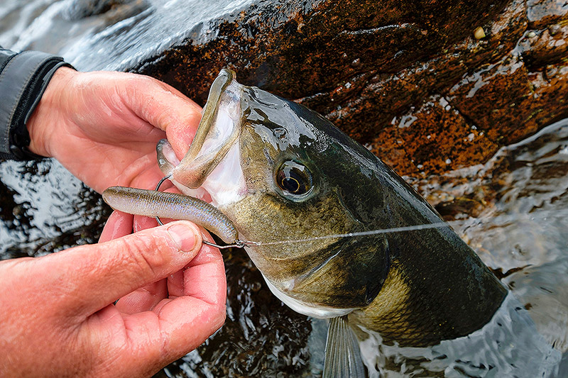 What are the main “families” of soft plastics you use for your bass fishing?  — Henry Gilbey