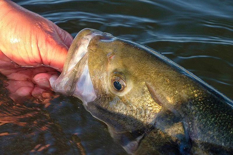 Your help is required - undersized bass being caught in nets with too small a mesh size, please email Cornwall IFCA
