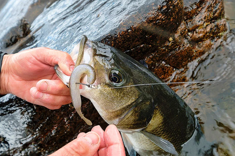 It fascinates me to see the lures that my co-guide out in Ireland turns to the most for his clients…………...and yes, damn right it’s time to dream again, come on England!
