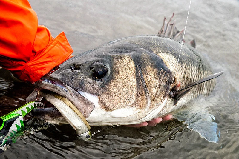When using paddletails on jig heads, do you turn to a weedless or an exposed, J-hook version more?