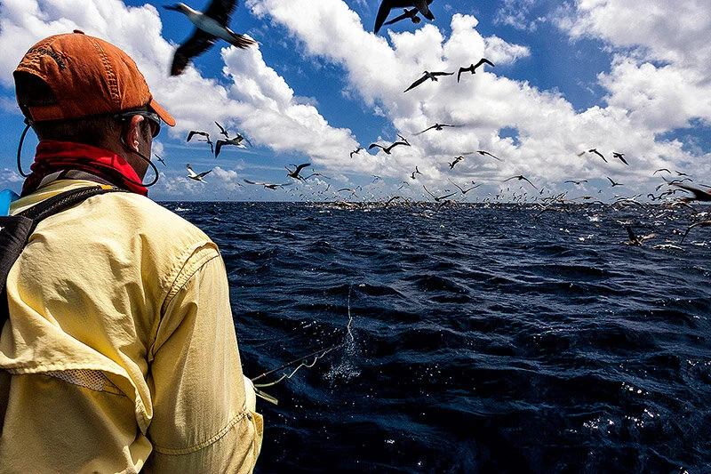 Is there any better sight in fishing that birds and fish going loopy on bait?