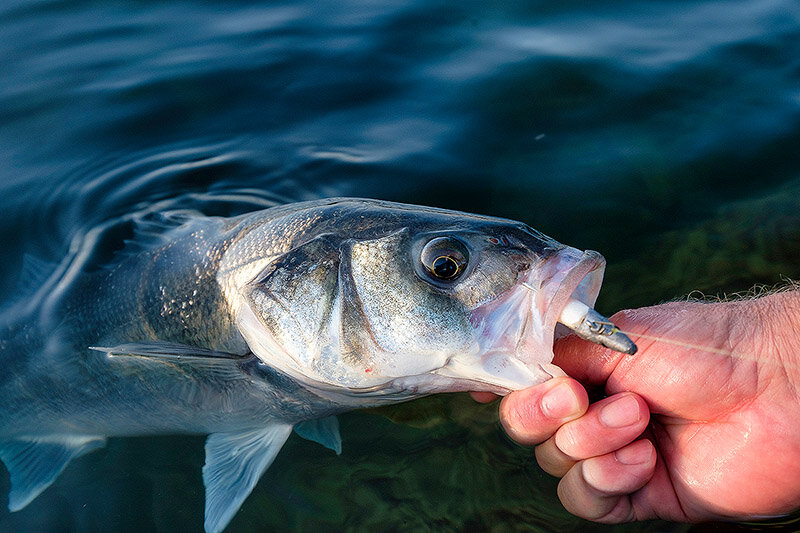 Have we got all the different types of lures we need, or is there something  yet to be invented which is going to help us catch more bass? — Henry Gilbey