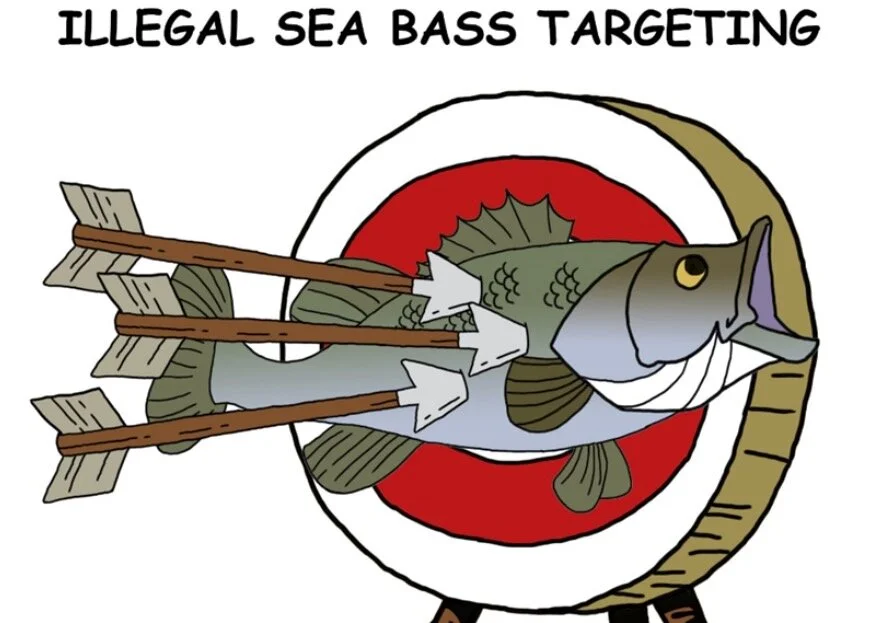 Another Cornwall IFCA Failure: Illegal Sea Bass Targeting, and their Committee meeting takes place next week, net-caught bass landings will be on the agenda, we can follow it