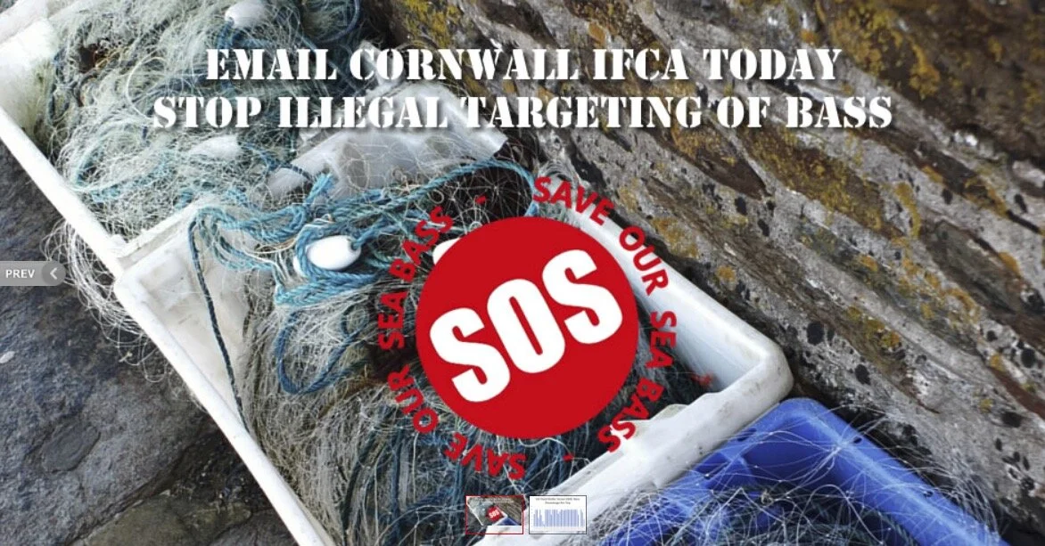 Urgent help required, please email today, Cornwall IFCA meeting tomorrow - “Time For Cornwall IFCA To Take Action And Stop Netters Illegally Targeting Bass!”