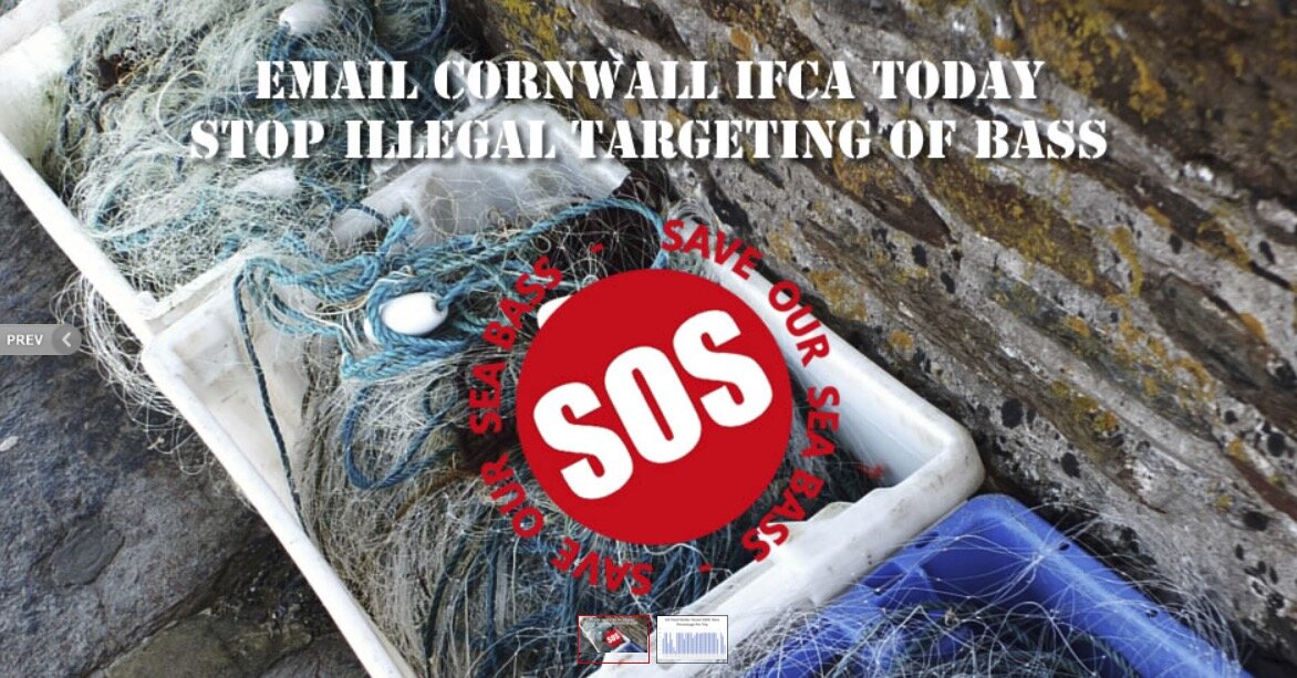 Urgent help required, please email today, Cornwall IFCA meeting tomorrow -  “Time For Cornwall IFCA To Take Action And Stop Netters Illegally Targeting  Bass!” — Henry Gilbey