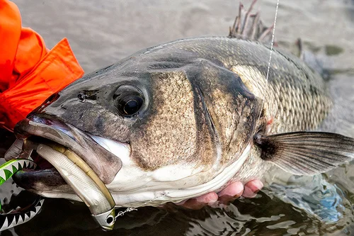 best lures inshore saltwater fishing Top 5 Soft Plastics for Inshore Saltwater Fishing!