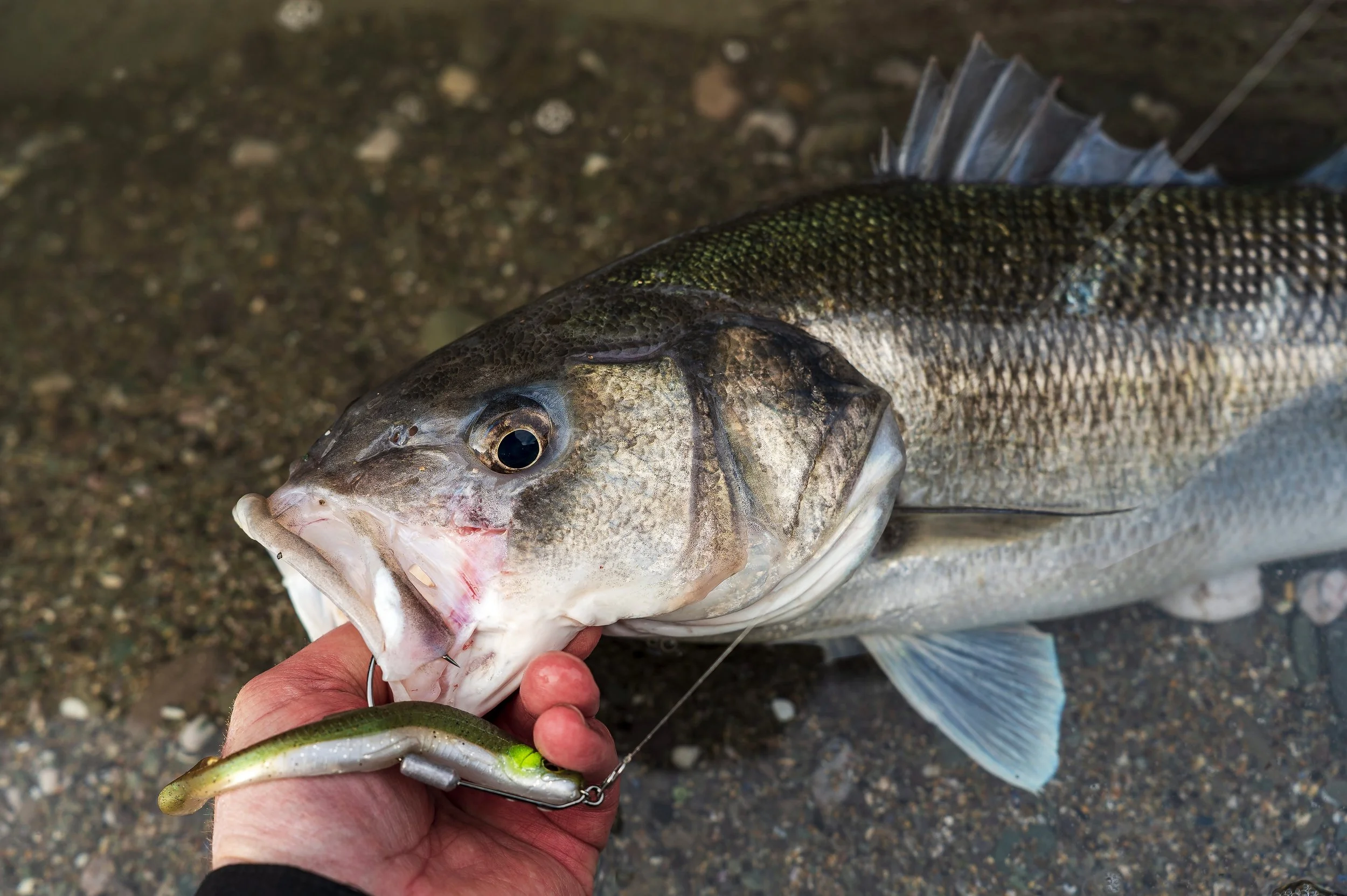 Yesterday I caught my first ever bass on a lure in the UK in February - can I still jump for joy at 49 years old?