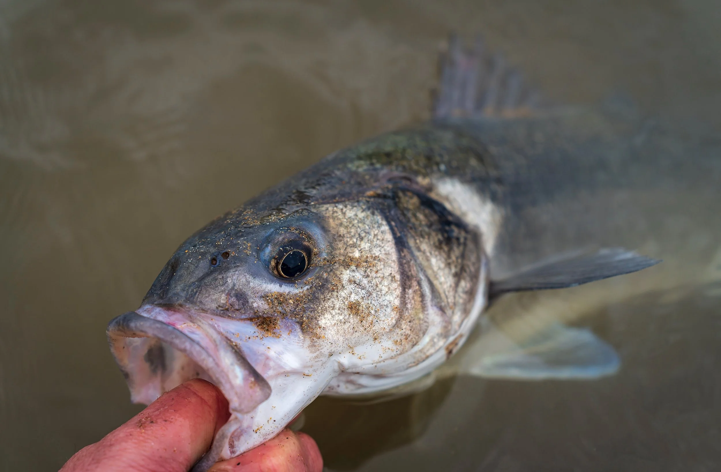 I finally caught my first ever lure caught UK bass in March! — Henry Gilbey
