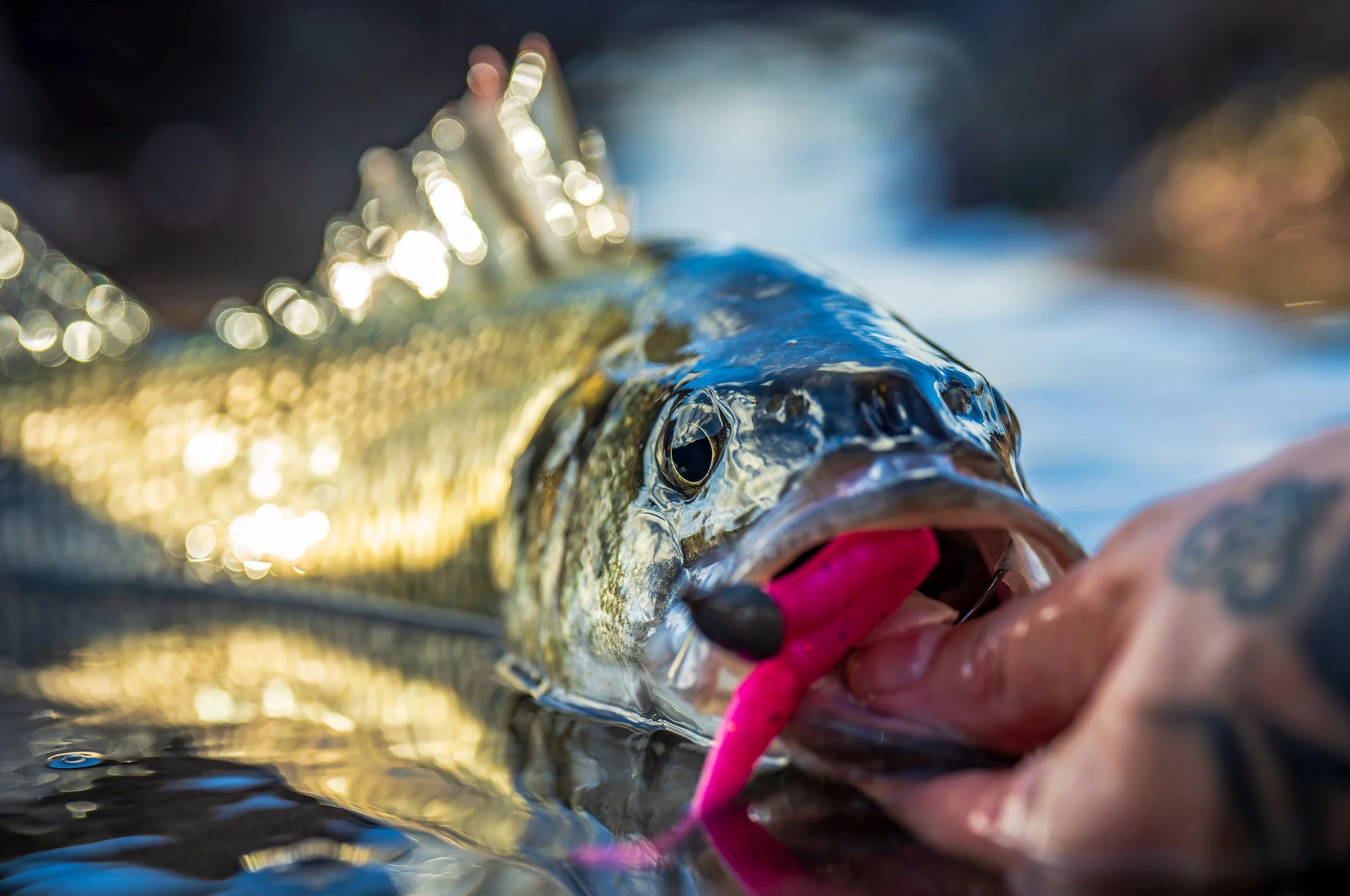 Is there something about a pink coloured lure in bright and bouncy conditions?
