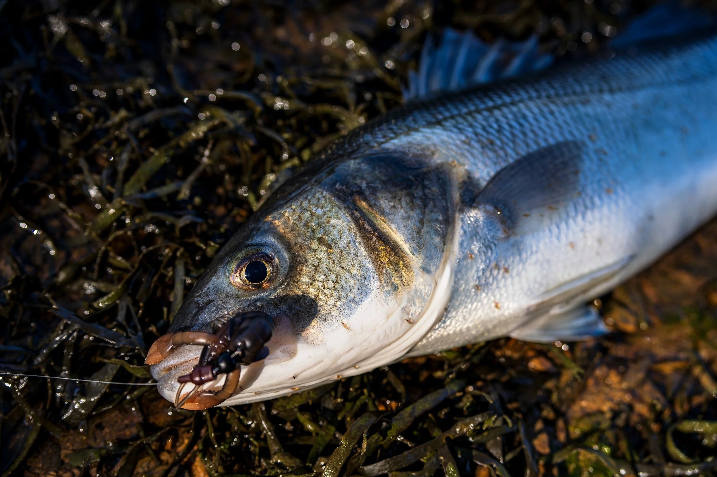The thrill that never, ever diminishes - catching the first bass from a new mark